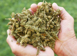 Canada Medical Marijuana Price Will Skyrocket Under New Rules