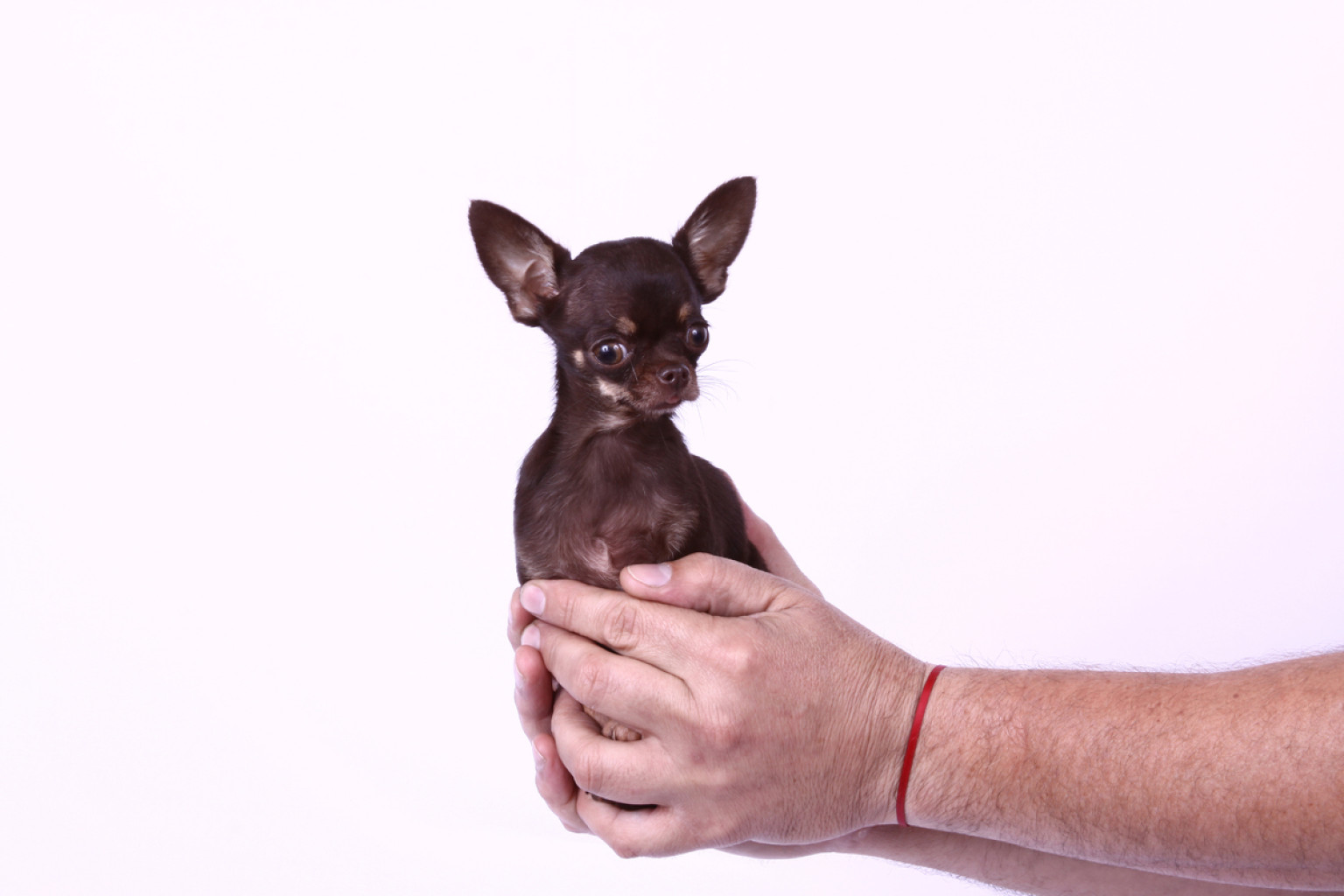 guinness-book-of-world-records-2014-smallest-dog-largest-drumkit-and