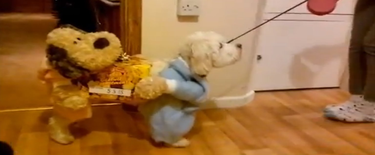 The Best Ever Fancy Dress Costume For A Dog (VIDEO) HuffPost UK