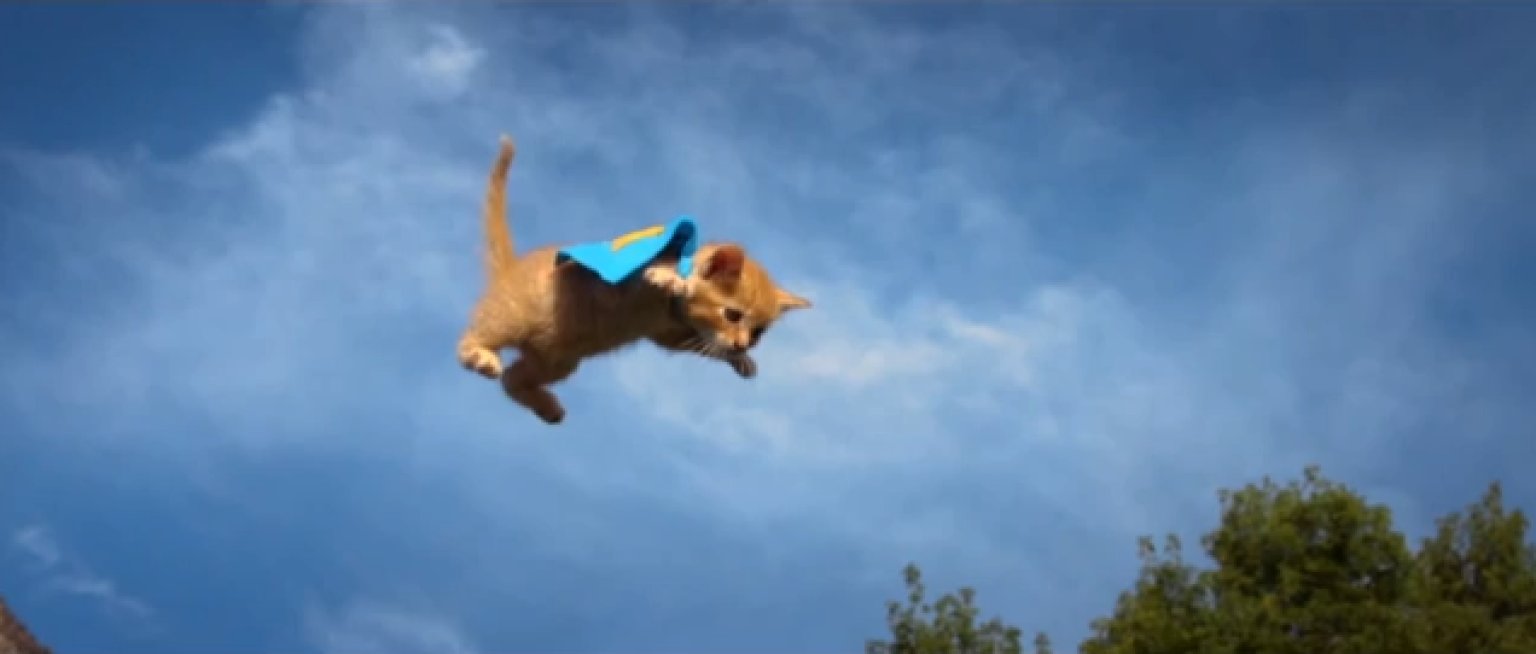 o-FLYING-KITTENS-FLYING-PUPPIES-facebook.jpg