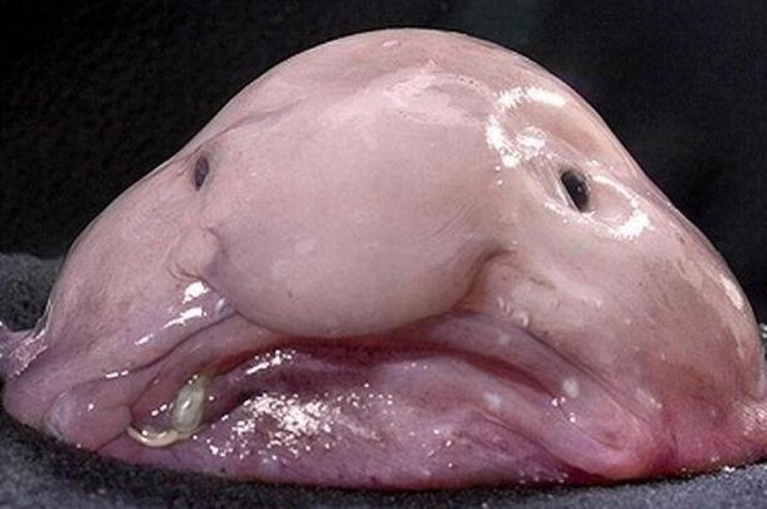 Animal le plus moche du monde : le blobfish, poisson des abysses - Photo Du Poisson Le Plus Moche Du Monde
