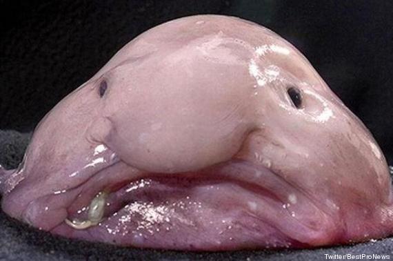 Animal le plus moche du monde : le blobfish, poisson des abysses 