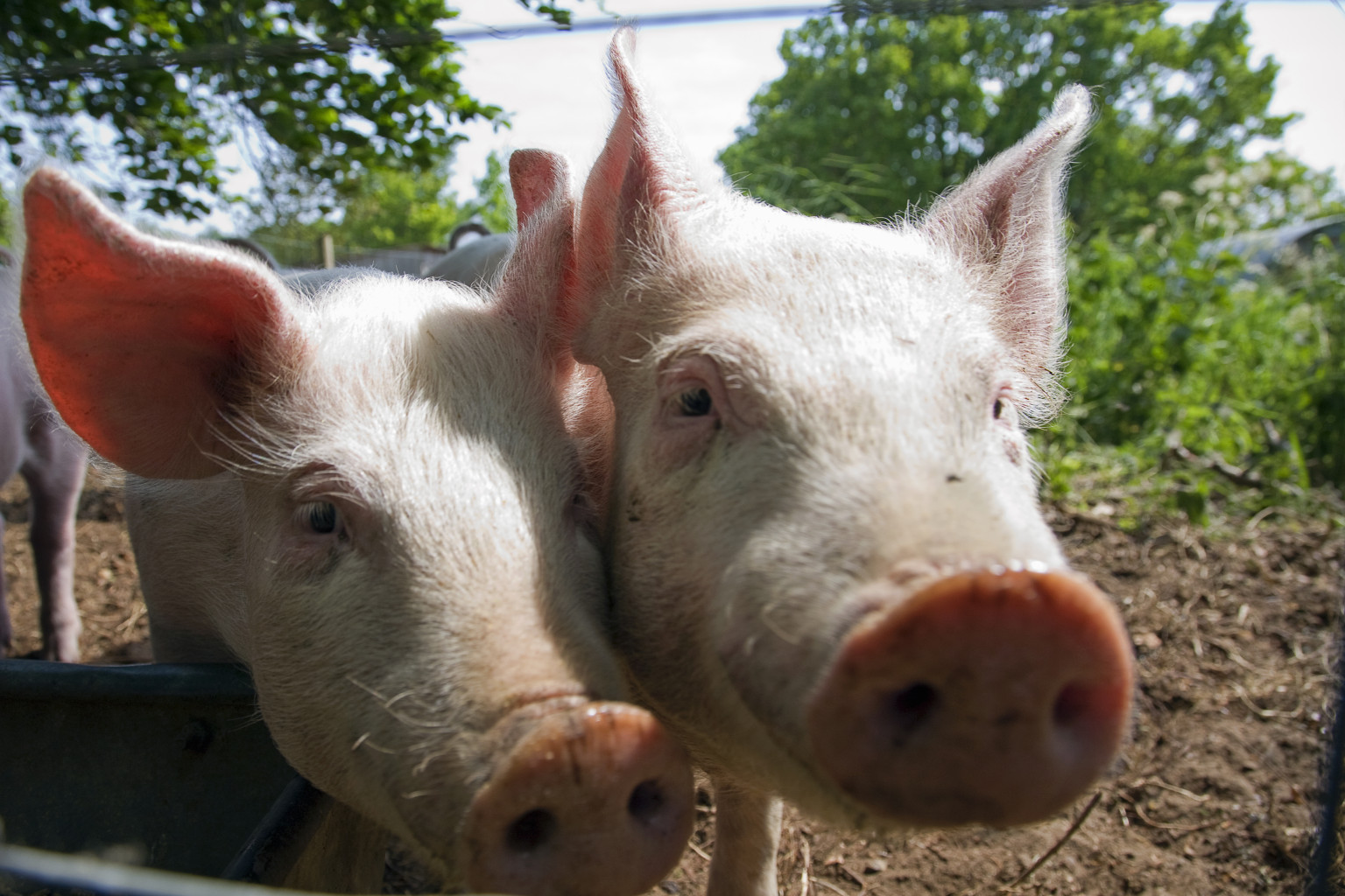 animals-as-partners-in-our-work-for-a-vegan-world-huffpost