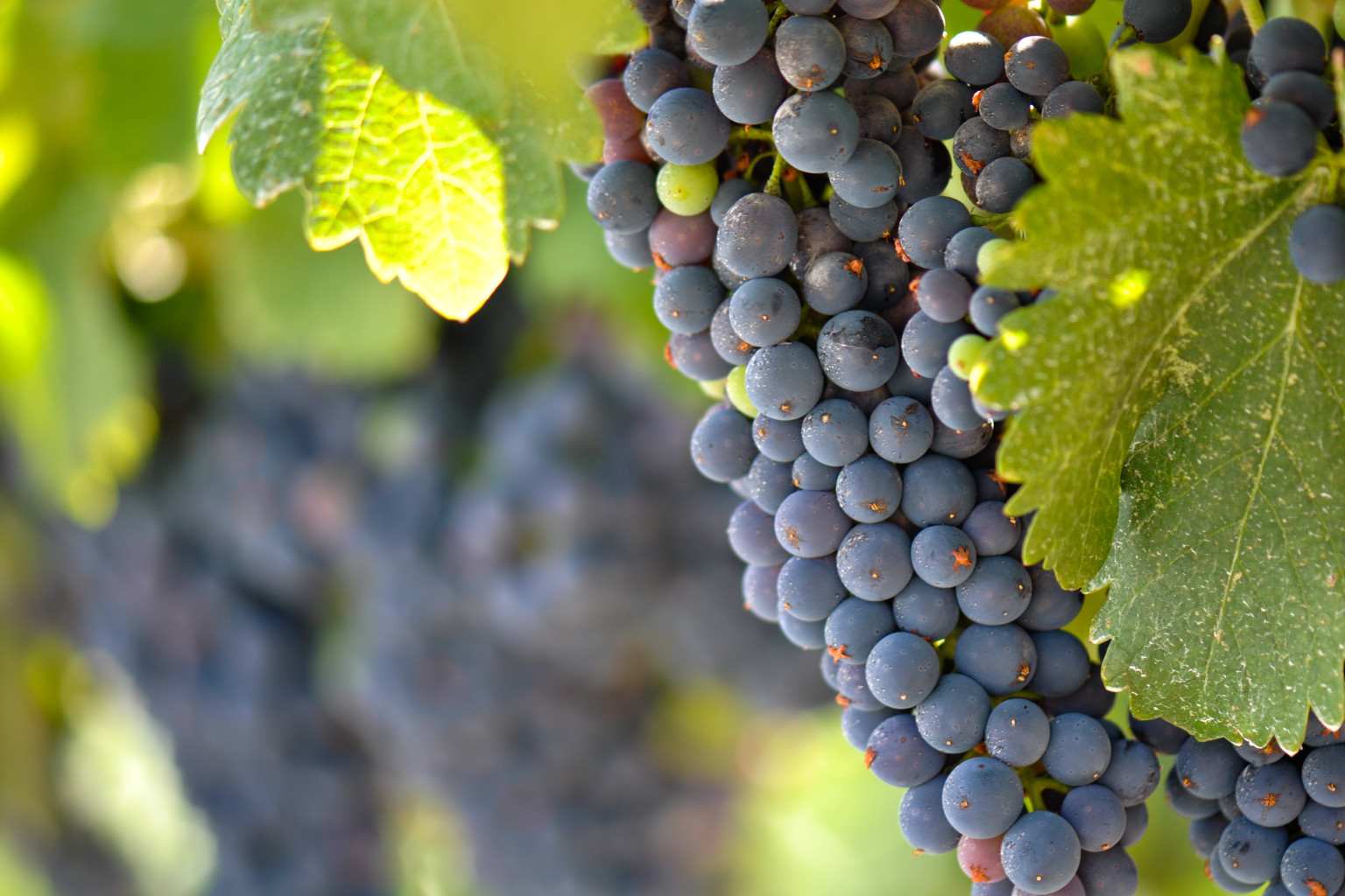 Eight Great Winery Destinations Right Here in Canada Trivago.ca