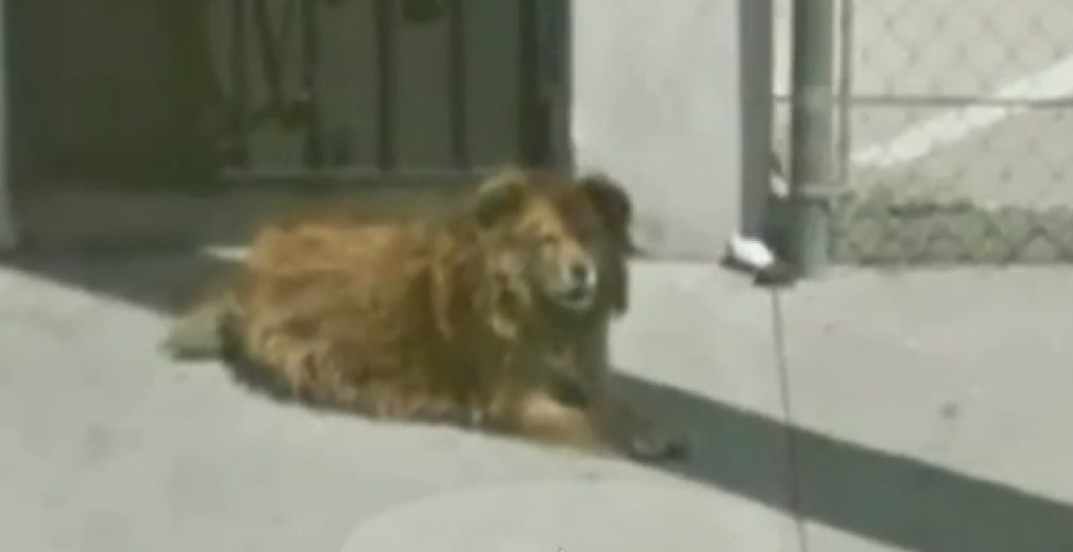 Google Maps Aids In Incredible Rescue Of Stray Dog In Los Google Maps Aids In Incredible Rescue Of Stray Dog In Los