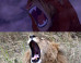Real Life 'Lion King' Photos Make Us Wish Our Vacations Were This Cool
