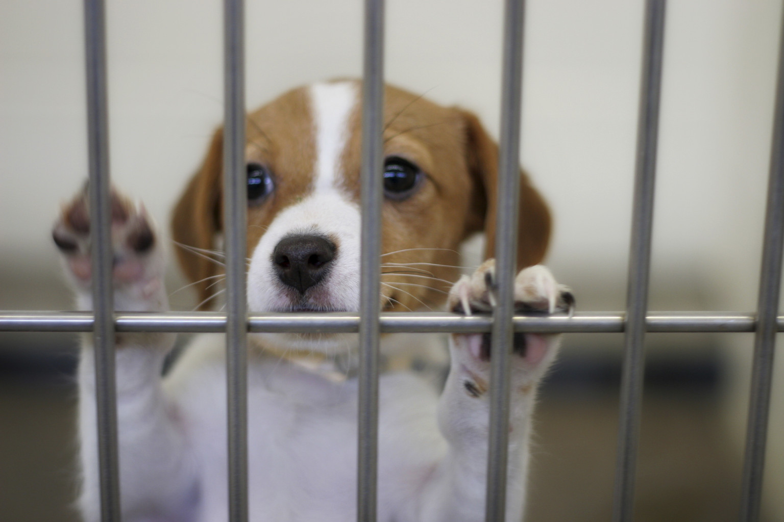 Michigan Animal Shelter Gas Chamber Ban Bill Passes State Senate