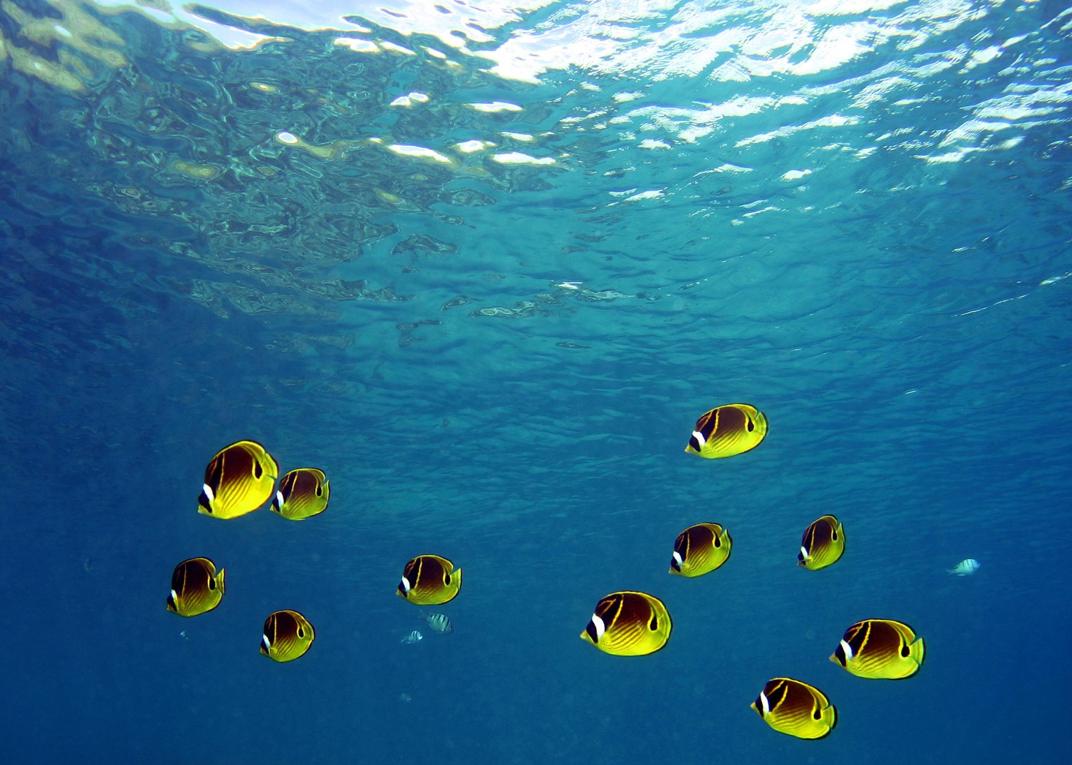 Honolulu Molasses Spill Could Cause Substantial Damage To Marine Life