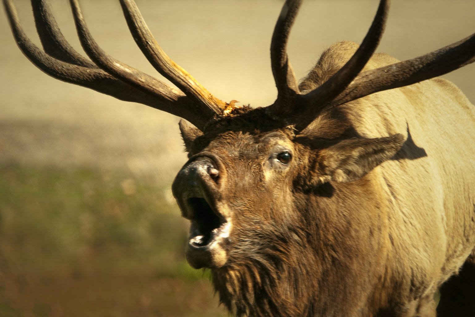 Elk