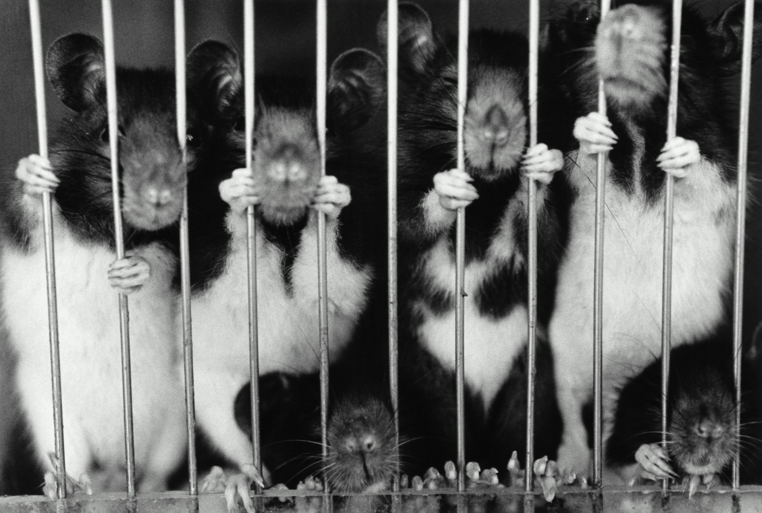 Is Animal Testing Cruel