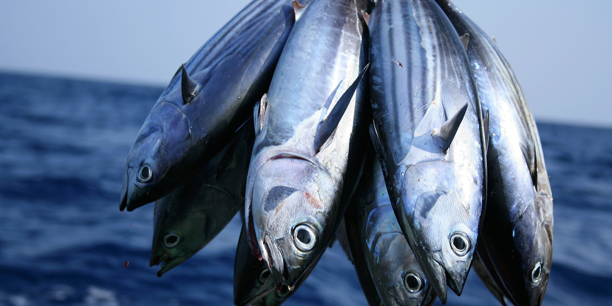 Sustainable Fisheries OneHealth Of Future Food HuffPost