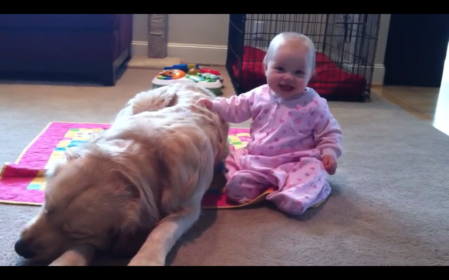 huffington post golden retriever sleeping golden retriever is immune to baby s charms huffington post golden retriever sleeping golden retriever is immune to baby s charms