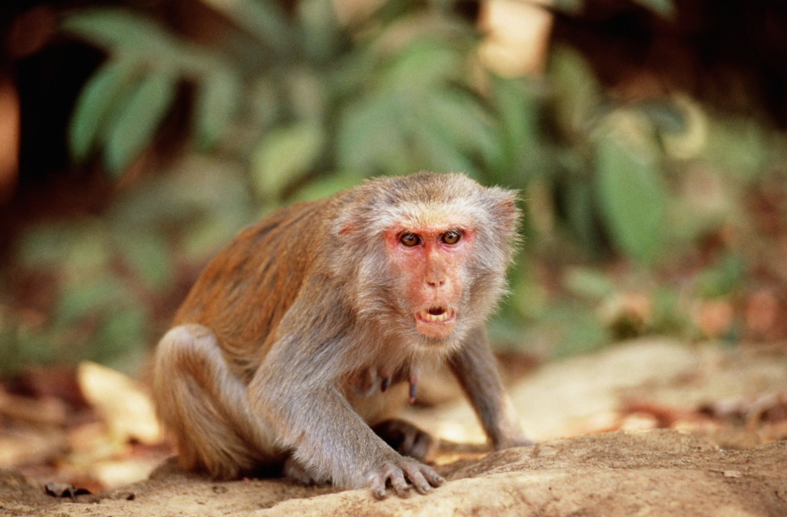 Herpes Infected Monkeys And Nine Other Threats To Florida Photos