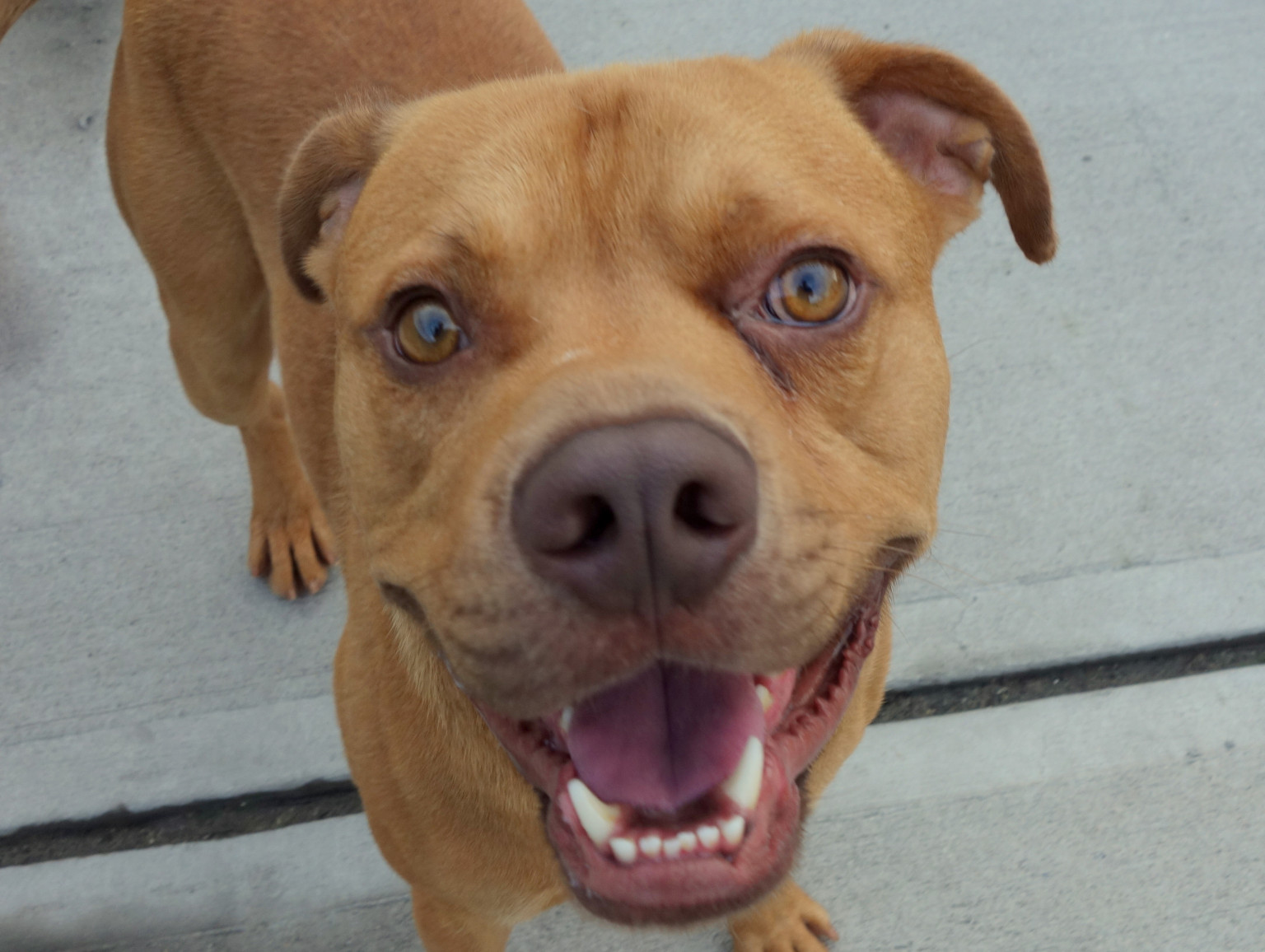Adopt A Pet In New York City Featured Animals For 9/13/2013, Courtesy