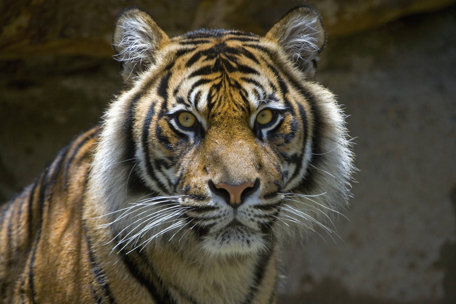 Tiger Poaching Video From WWF Continues 'Stop Wildlife Crime' Series