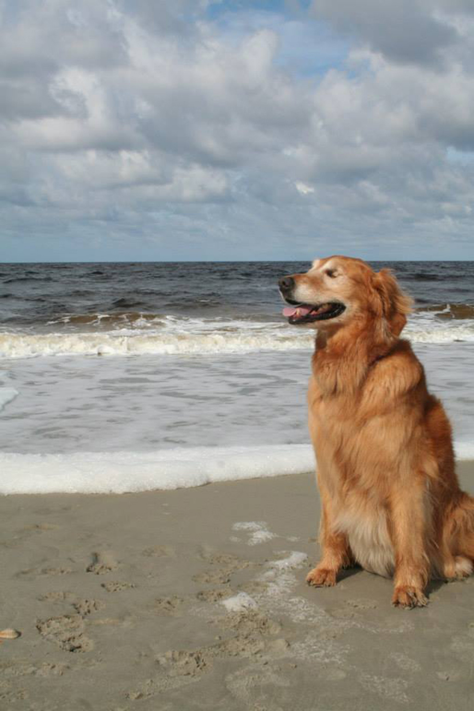 blind golden retriever dutchess the blind golden retriever sees nothing but photos blind golden retriever dutchess the blind golden retriever sees nothing but photos