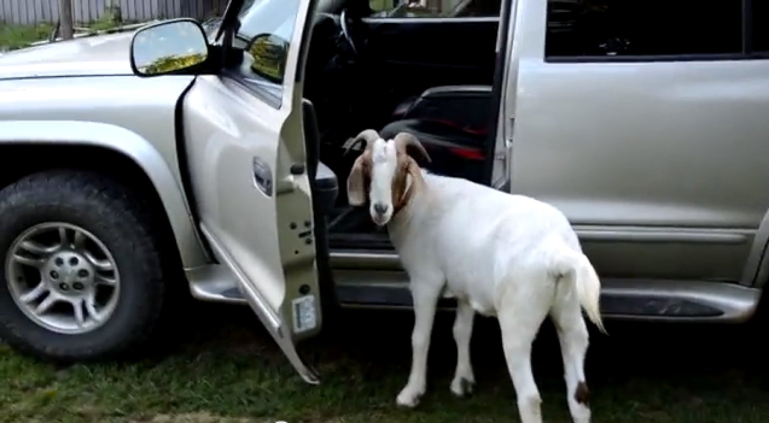Goat Figures Out How To Open Car Door, Is Probably