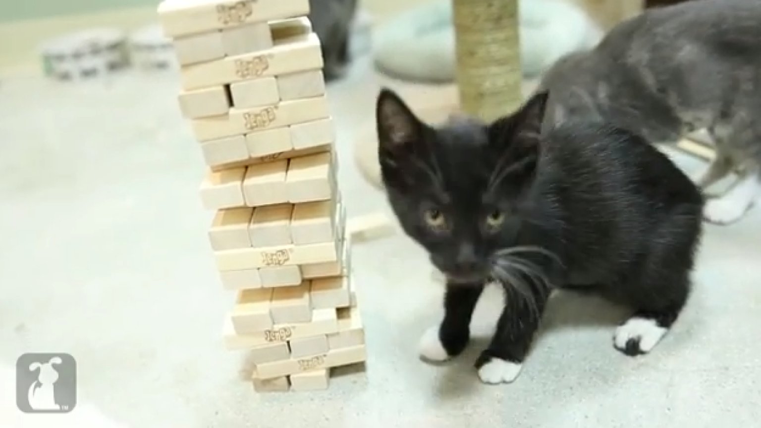 Kittens Learn How To Play Jenga (And It's Adorable) HuffPost