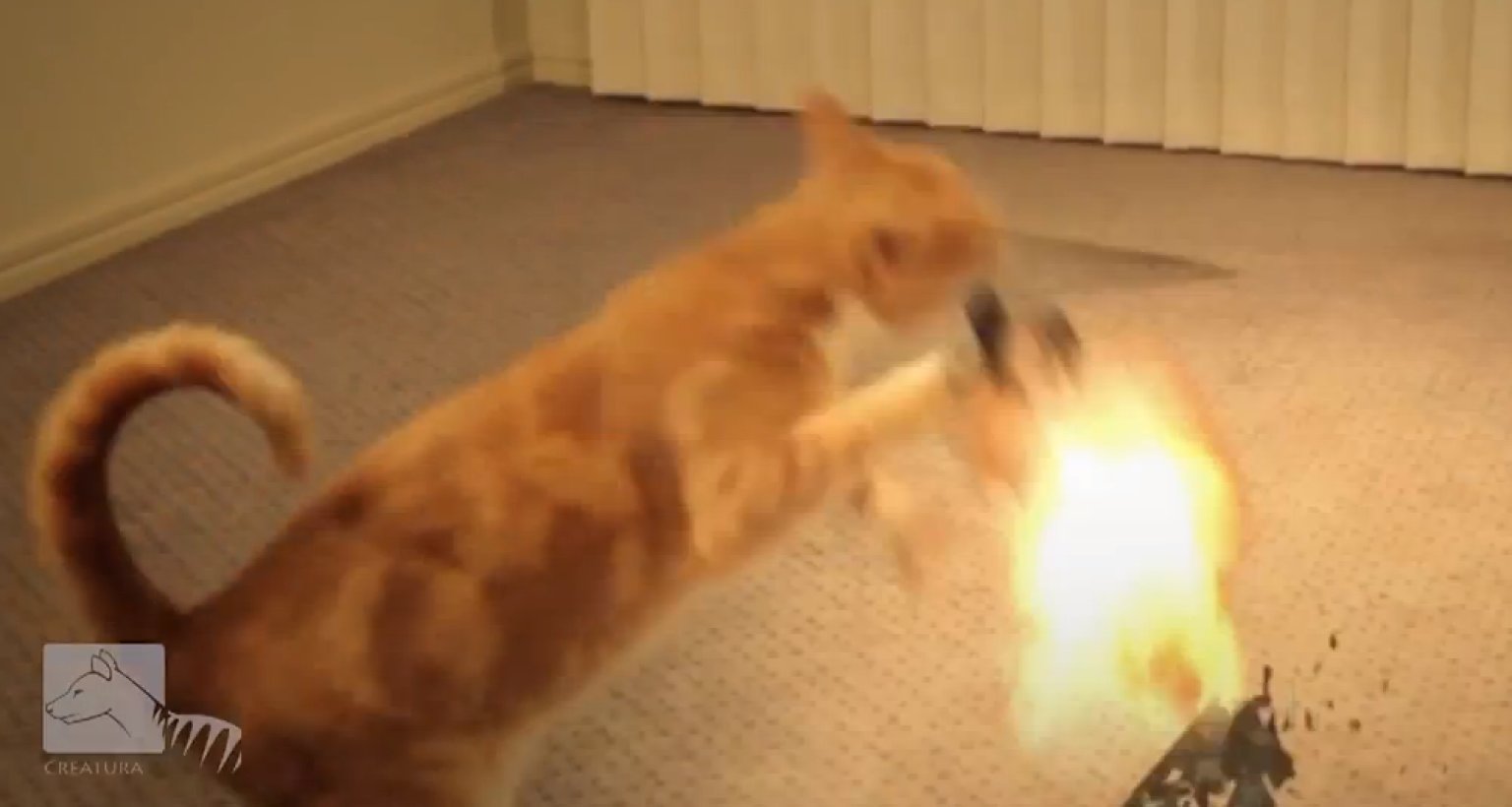 Ginger Cat vs. The Paper Army, This Is War HuffPost
