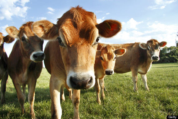 cow grass