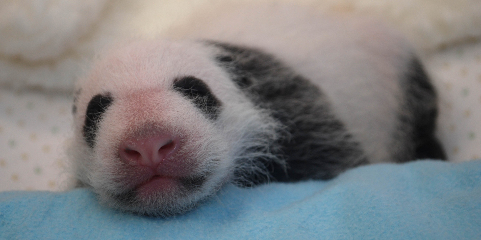 National Zoos Baby Panda Receives First Checkup Cheers Us Up With Her