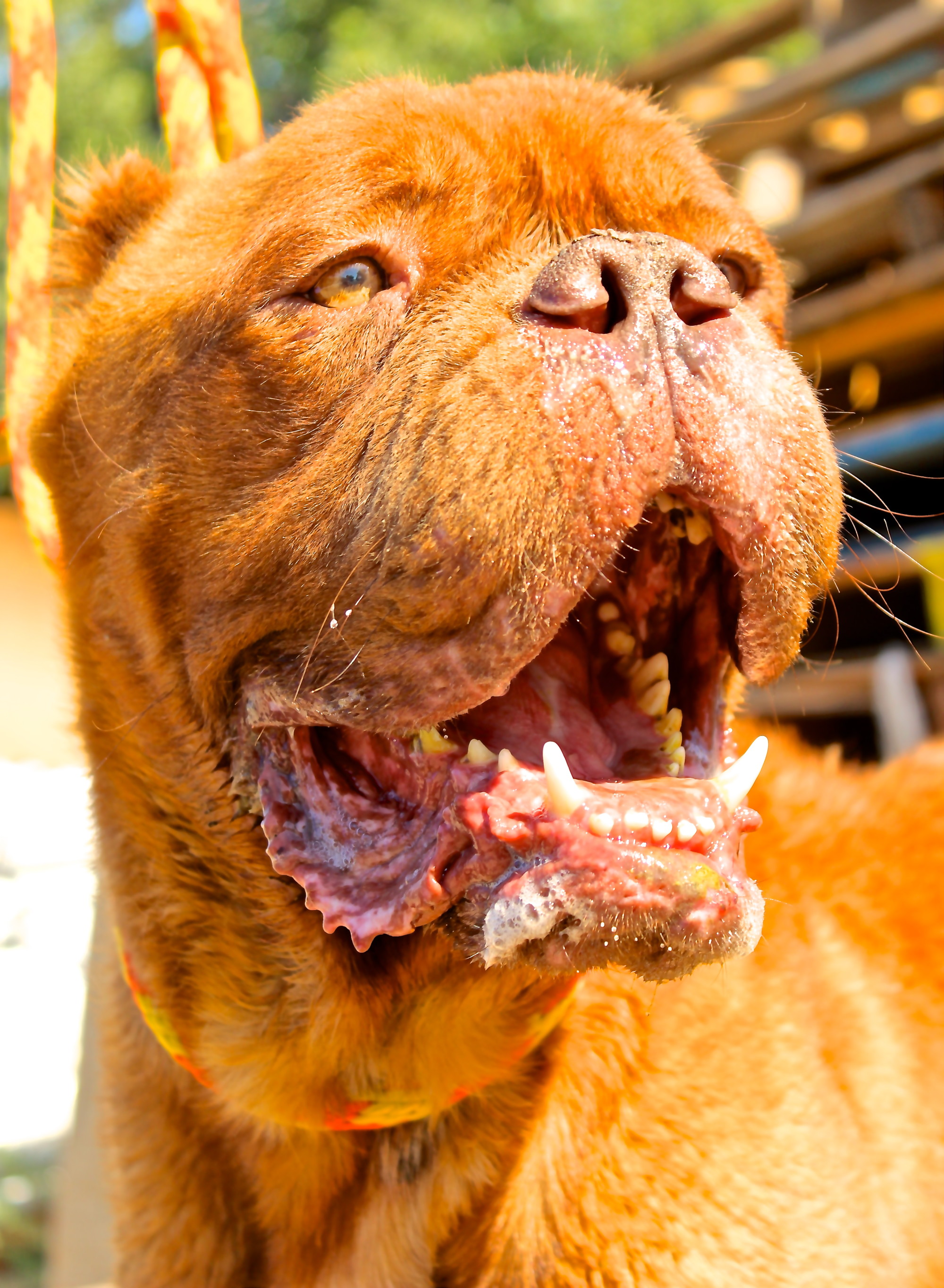 Hooch, Abused Dog With No Tongue, Miraculously Adjusts To New Life