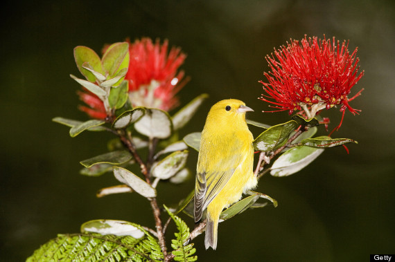 Hawaii Is The Endangered Species Capital Of The World | Global Plant