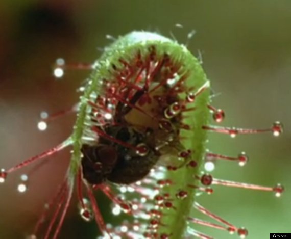 Hawaii Is The Endangered Species Capital Of The World | Global Plant