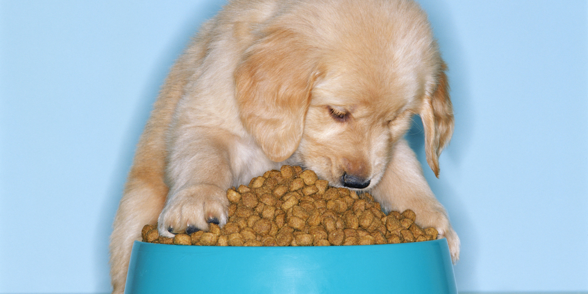 I Ate Dog Biscuits HuffPost UK