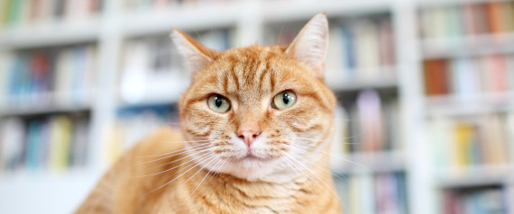 Library Cat