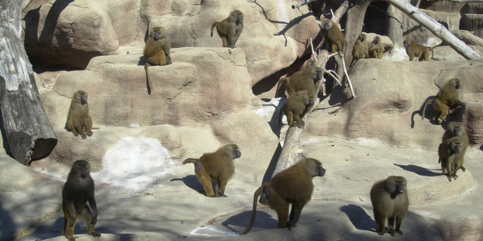 o-BROOKFIELD-ZOO-BABOON-facebook.jpg