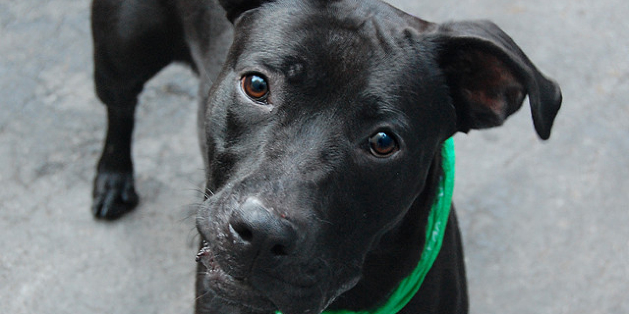 Adopt A Pet In New York City Featured Animals For 9/22/2013, Courtesy