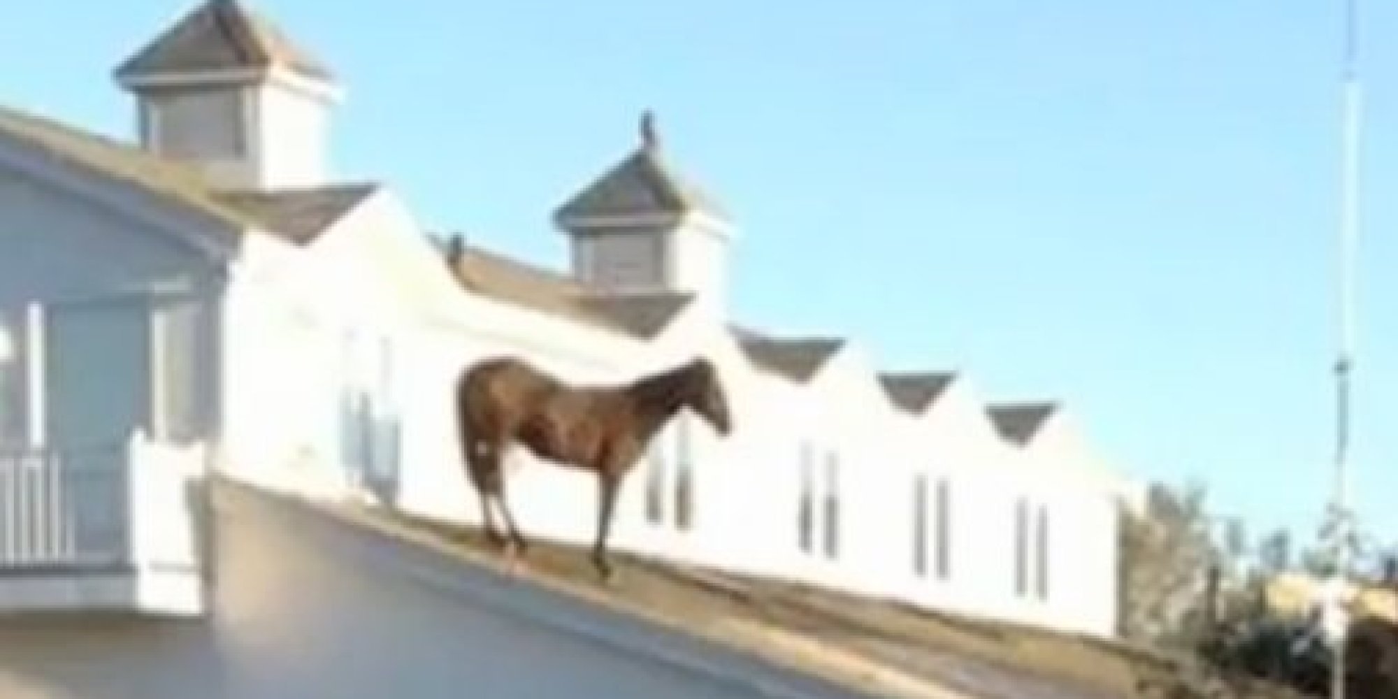 Must Win, Race Horse Owned By Pat And Stephen Downey, Gets