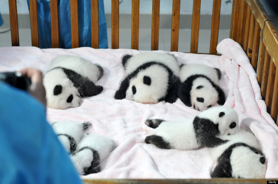 Baby pandas at China's Chengdu Research Base for Giant Panda Breeding 