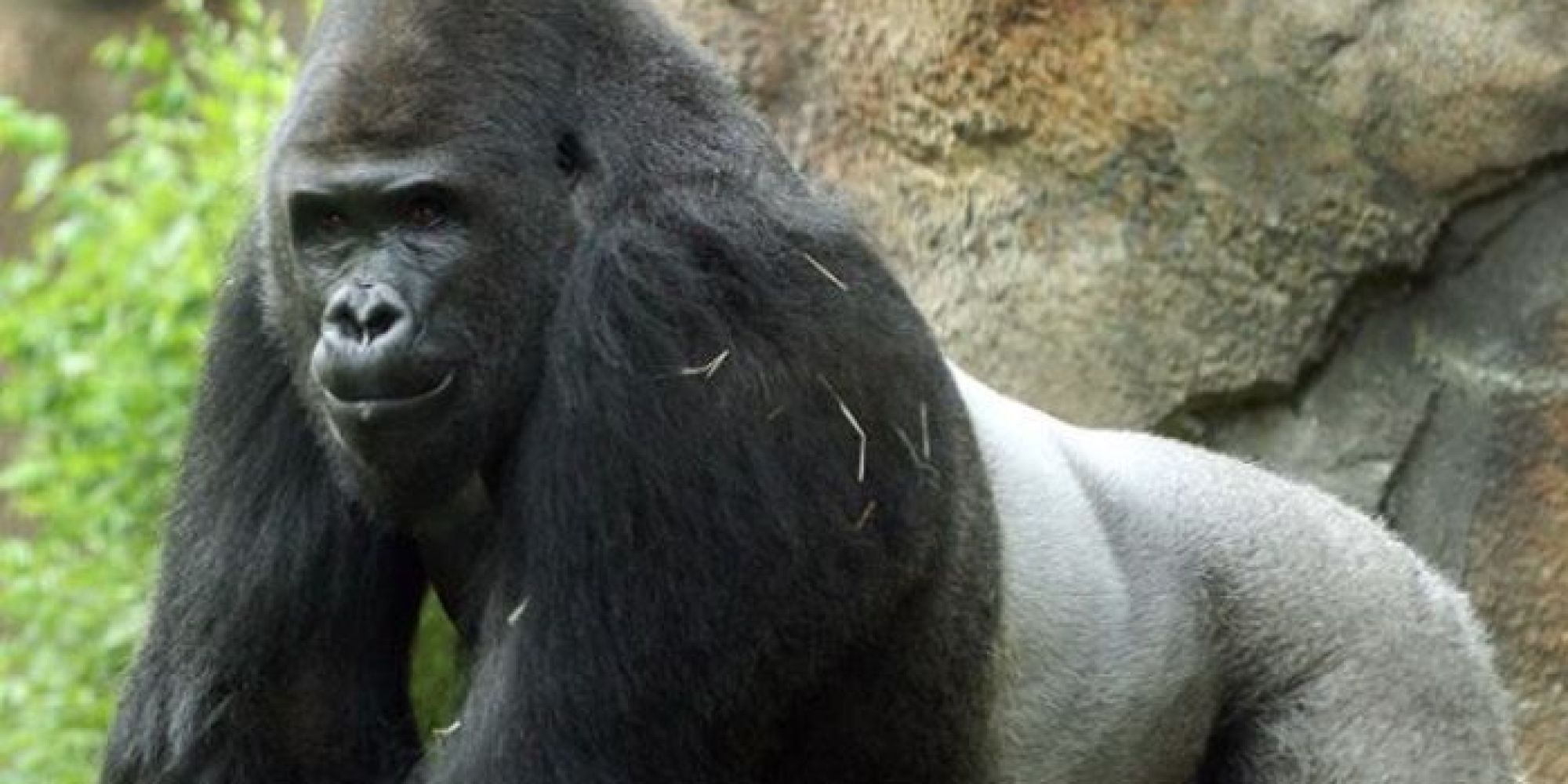  Sexist Male Gorilla Leaving Dallas Zoo For South Carolina Bachelor 