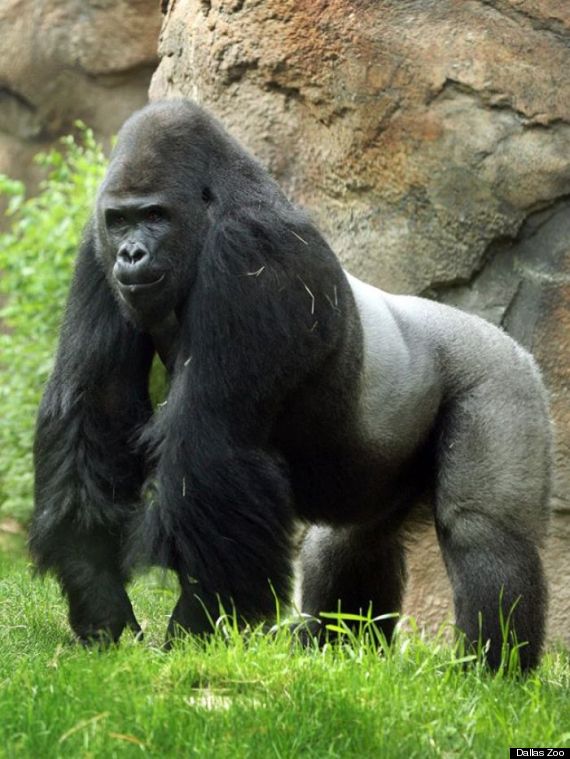 �Sexist� Male Gorilla Leaving Dallas Zoo For South