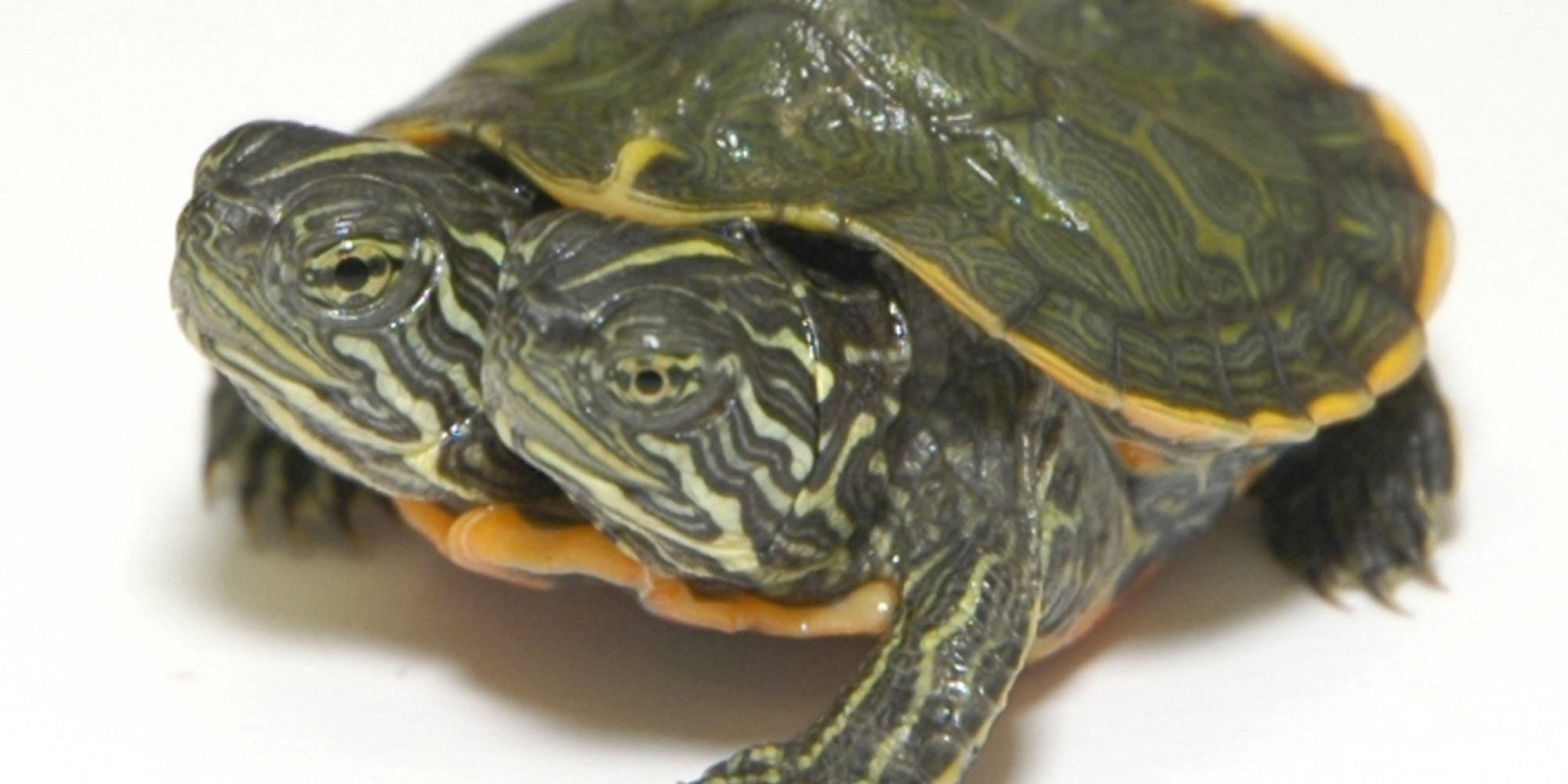 TwoHeaded Turtle At Ripley's Odditorium In St. Augustine Needs A Name