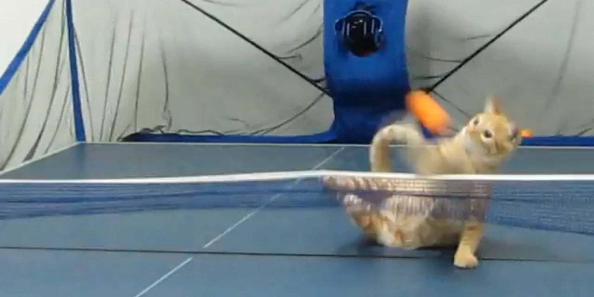 Cat Plays Table Tennis (VIDEO) HuffPost UK
