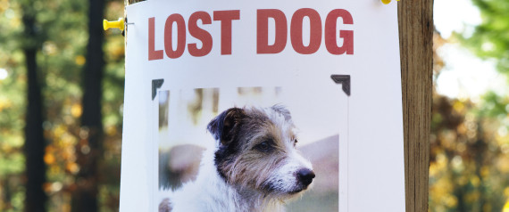lost dog figurines website