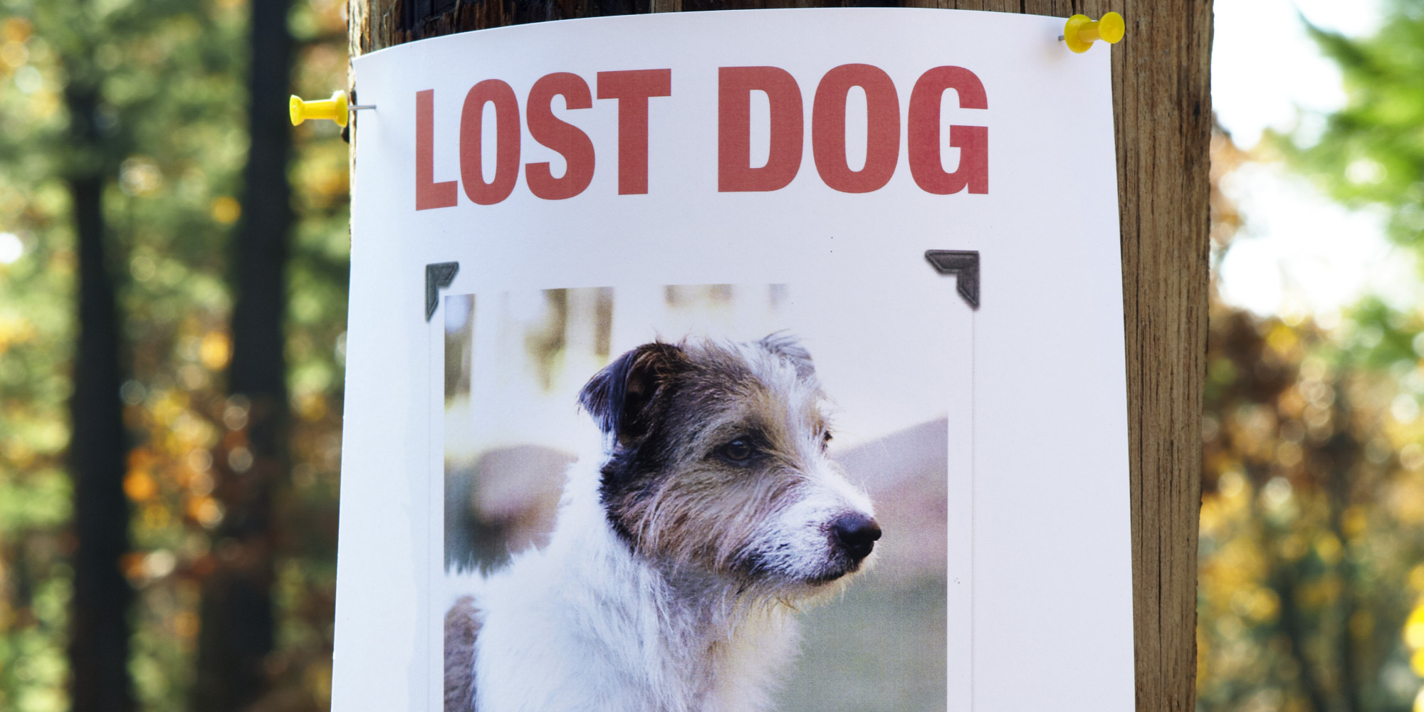 How to Find a Lost Dog: Things You Haven't Considered | Nicole Wilde