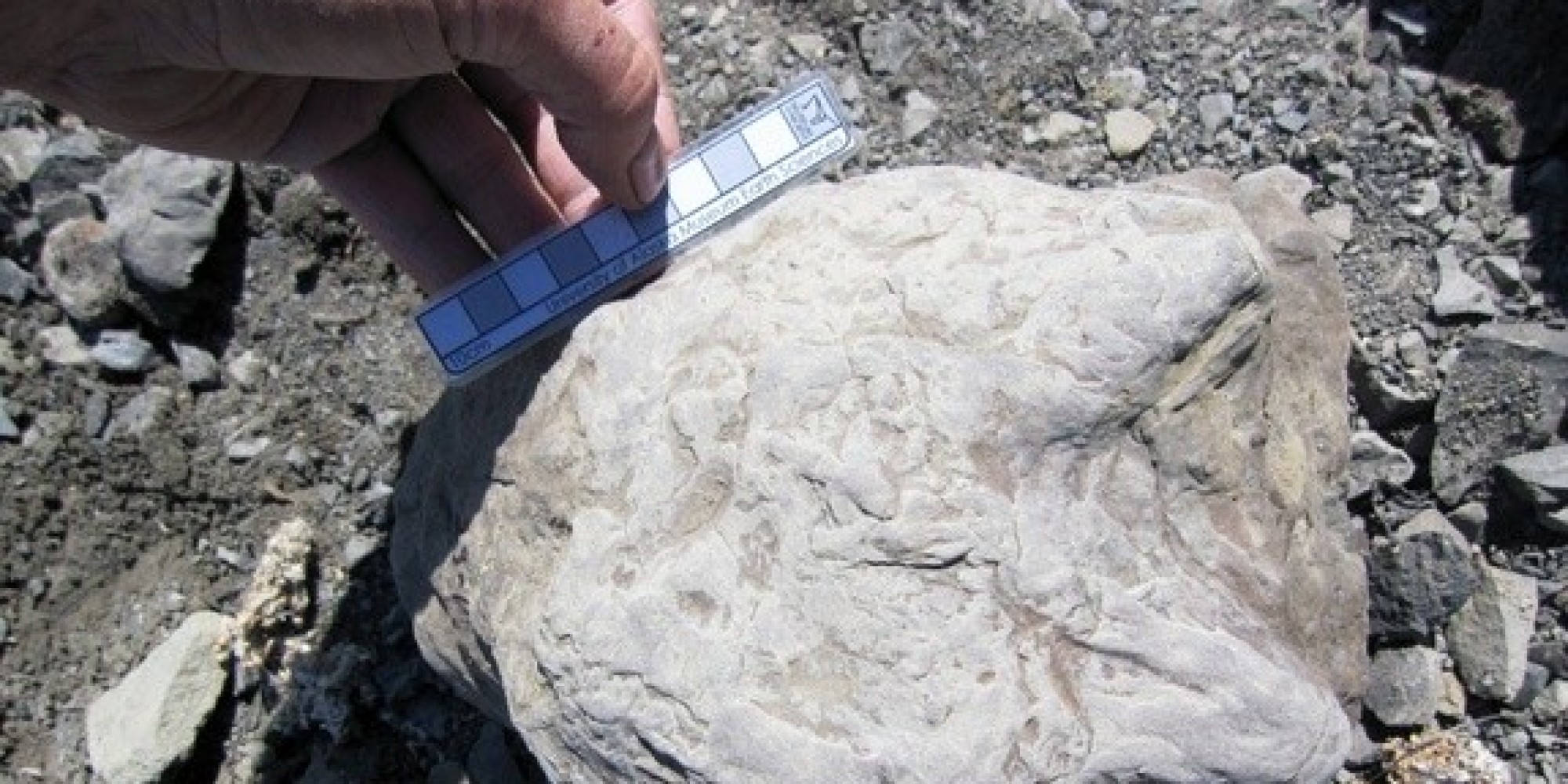 Dinosaur Footprints Found Along Alaska's Yukon River Said To Number In
