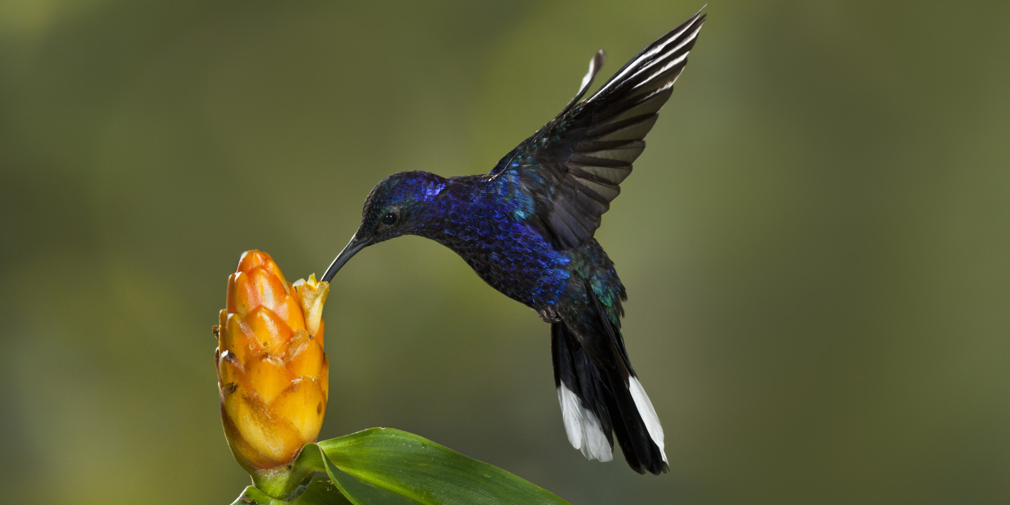 Small Animals Sense Time Slower Than Humans, Study Finds | HuffPost