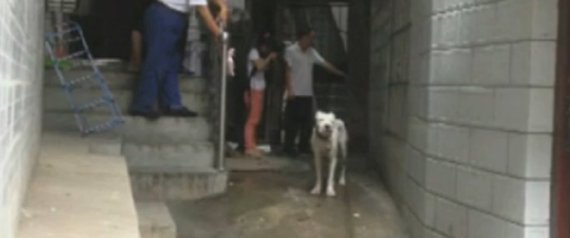 china dog guards female