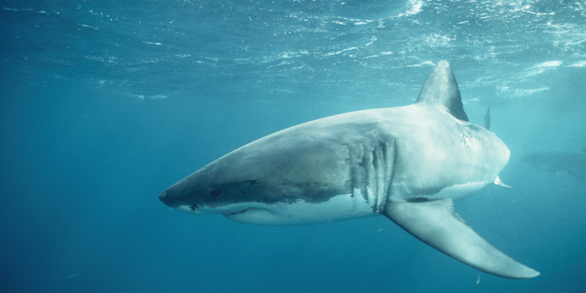 Shark Antibody 'AntiCancer Weapon' HuffPost UK