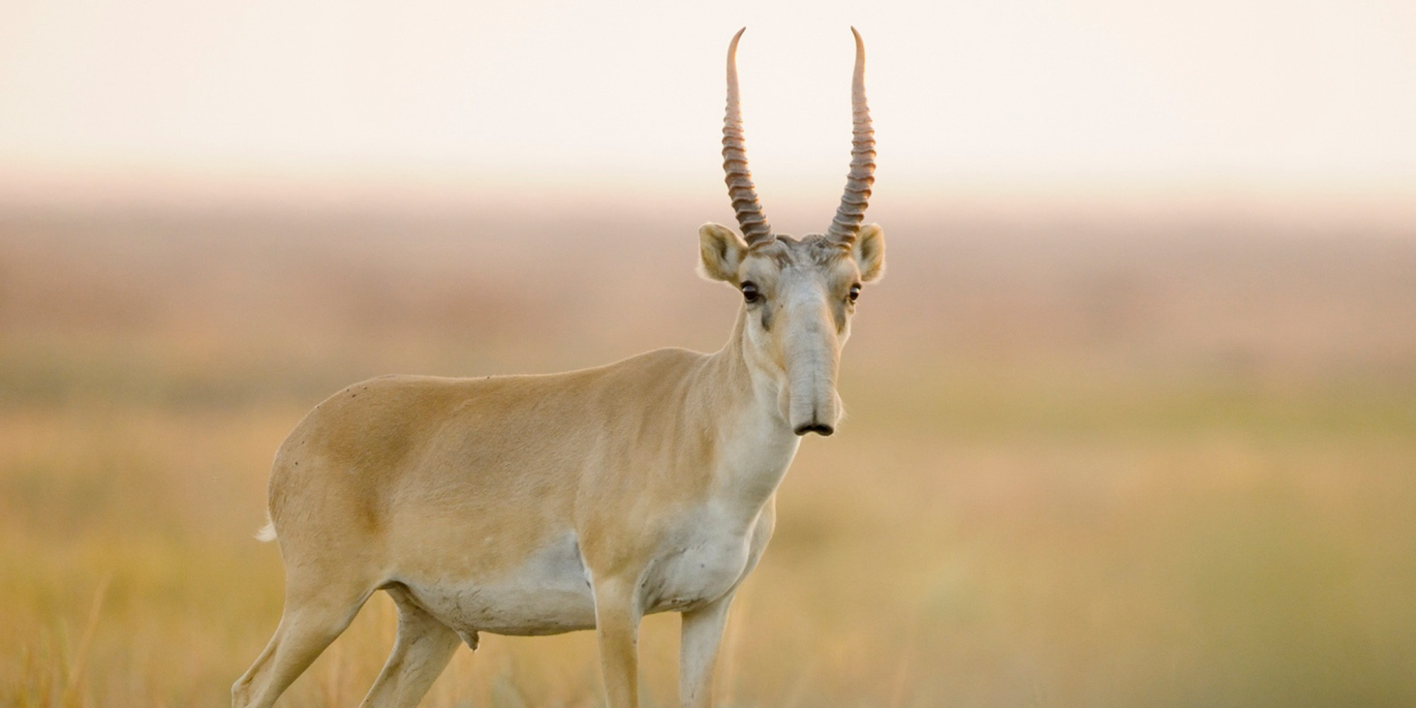 Saiga Antelope Looks Like A Star Wars Creature (And Is Making A Comeback)