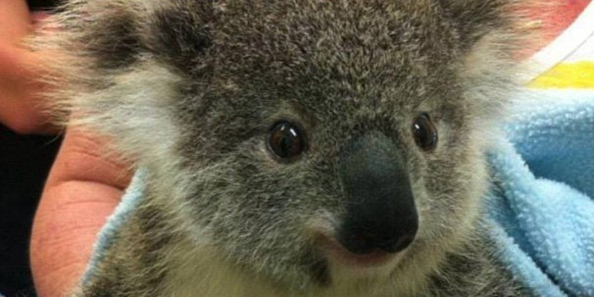 Kai The Baby Koala Gets Her Hands Bandaged After Rescue From Power Line