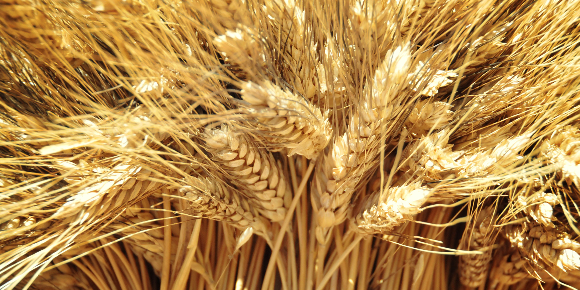 Doctors Say Changes In Wheat Do Not Explain Rise Of Celiac Disease ...