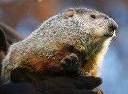 Groundhog Day 2010 PREDICTIONS: Local Groundhogs Do Not See Shadows ...