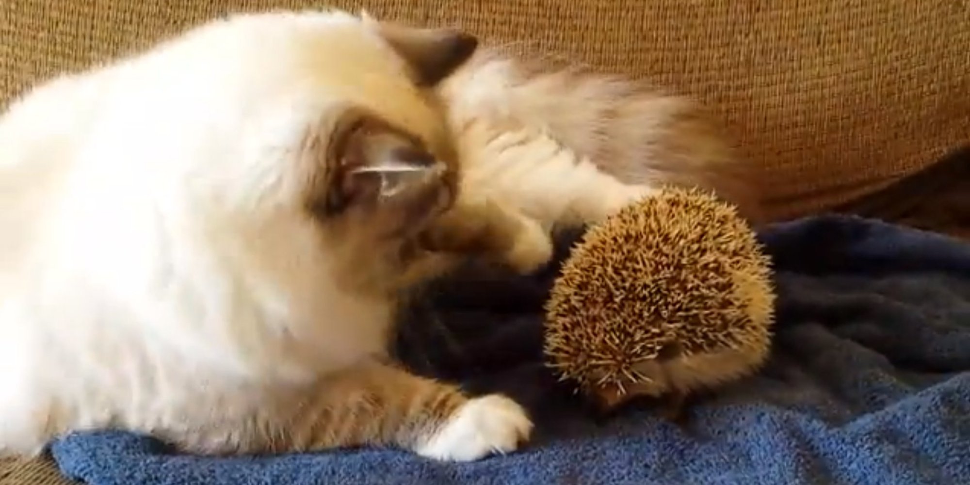Cat Sits On A Hedgehog, Learns Valuable Lesson (VIDEO) HuffPost UK
