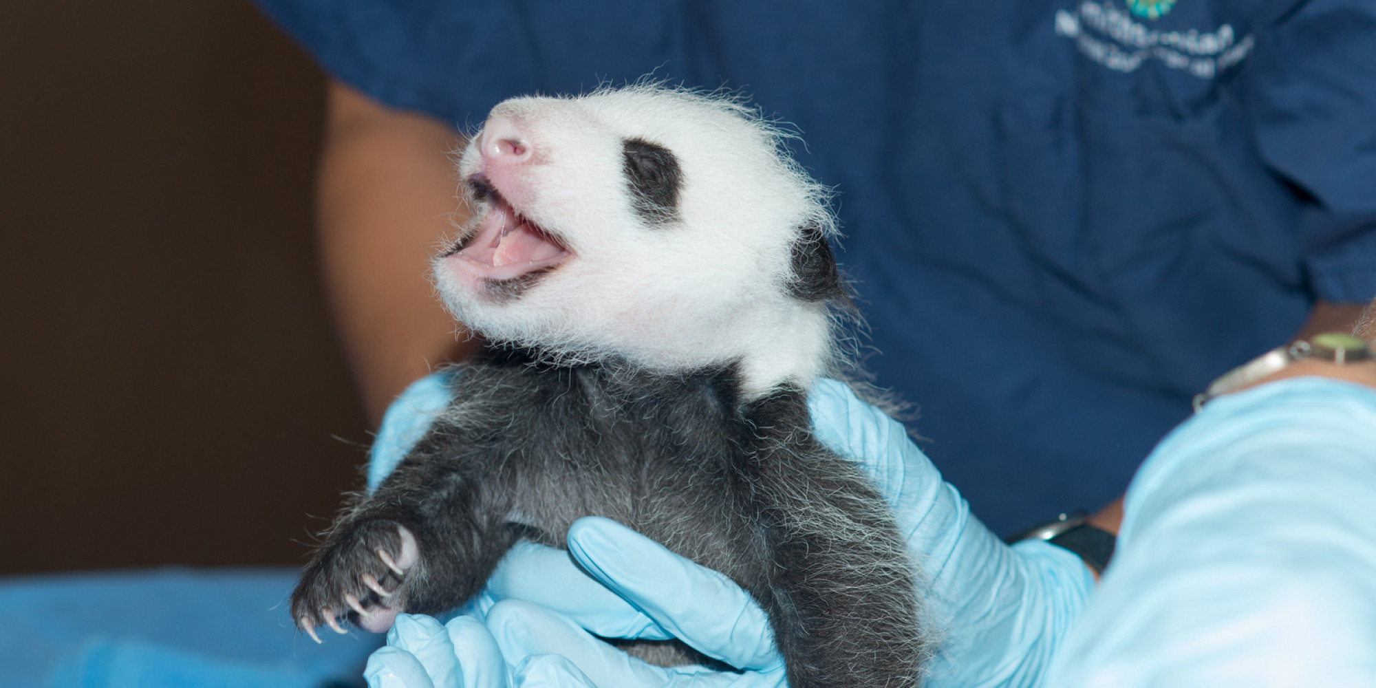 National Zoo Panda Cam Will Be Turned Off, Along With Our Happiness, In